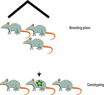 Breeding and genotype services