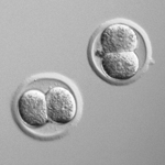 Embryo Cryo-preservation