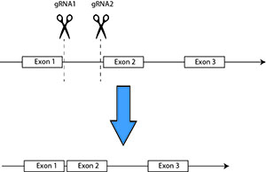 Diagram of specific deletion