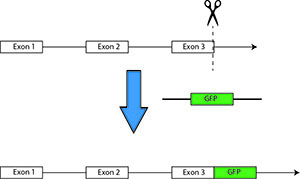 Diagram showing gene knock-in