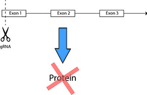 Diagram of gene knockout