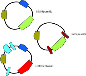 Diagram showing Plasmid Design and Cloning