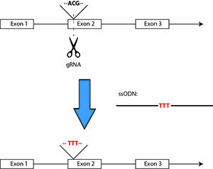 Diagram of point mutation